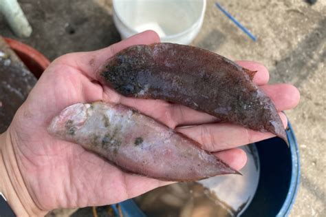 tampal puke fish|BFAR: Surfacing flounder fish in Cavite waters may be .